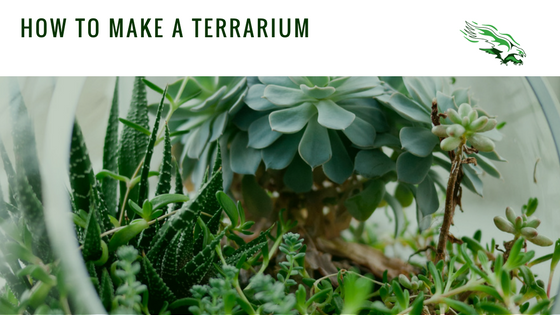 How to make a terrarium